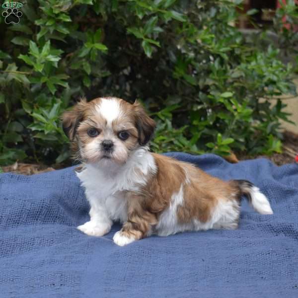 Cherry, Shih Tzu Puppy